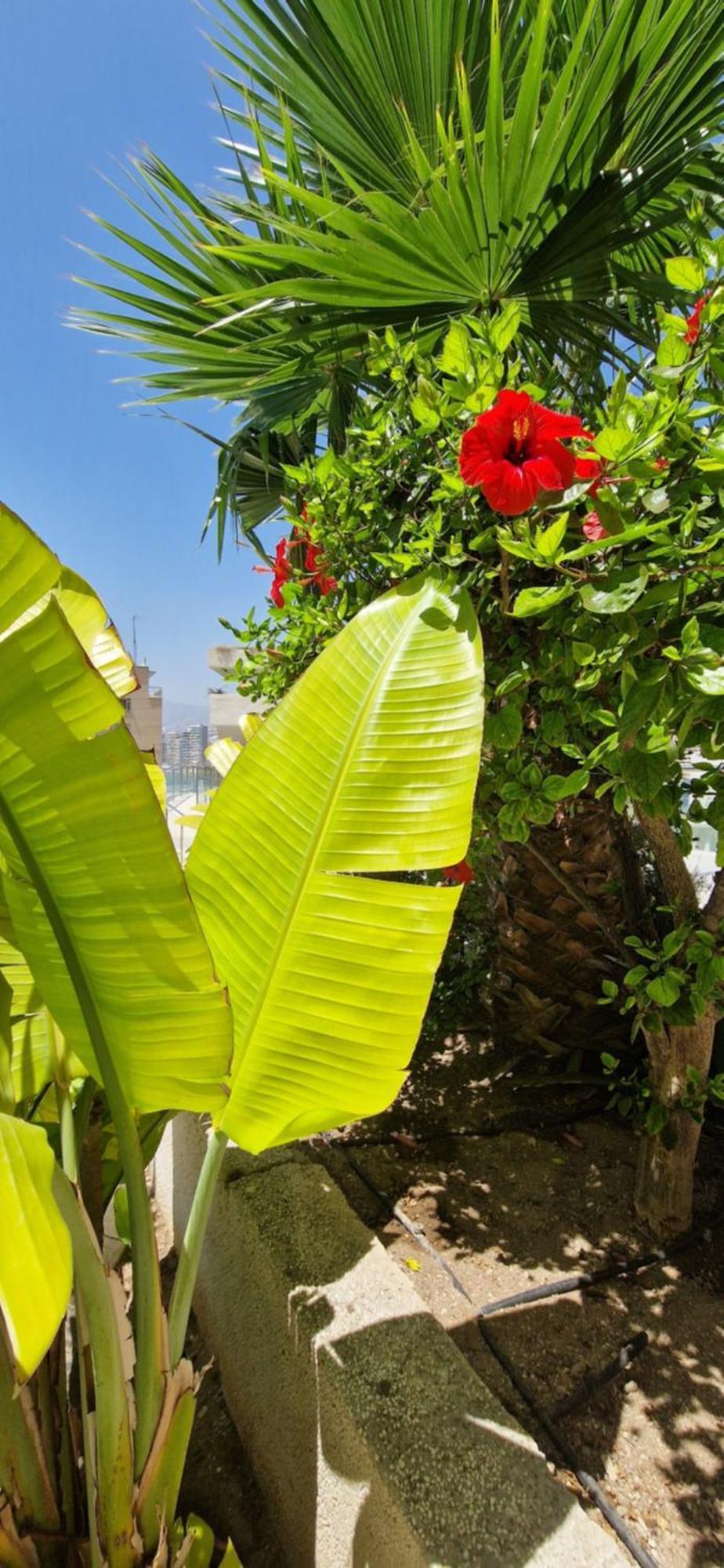 Nice Stay Trinisol 2 Benidorm Ngoại thất bức ảnh